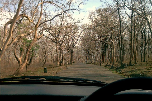 Sathyamangalam forest interior, the landscape this atlas documents